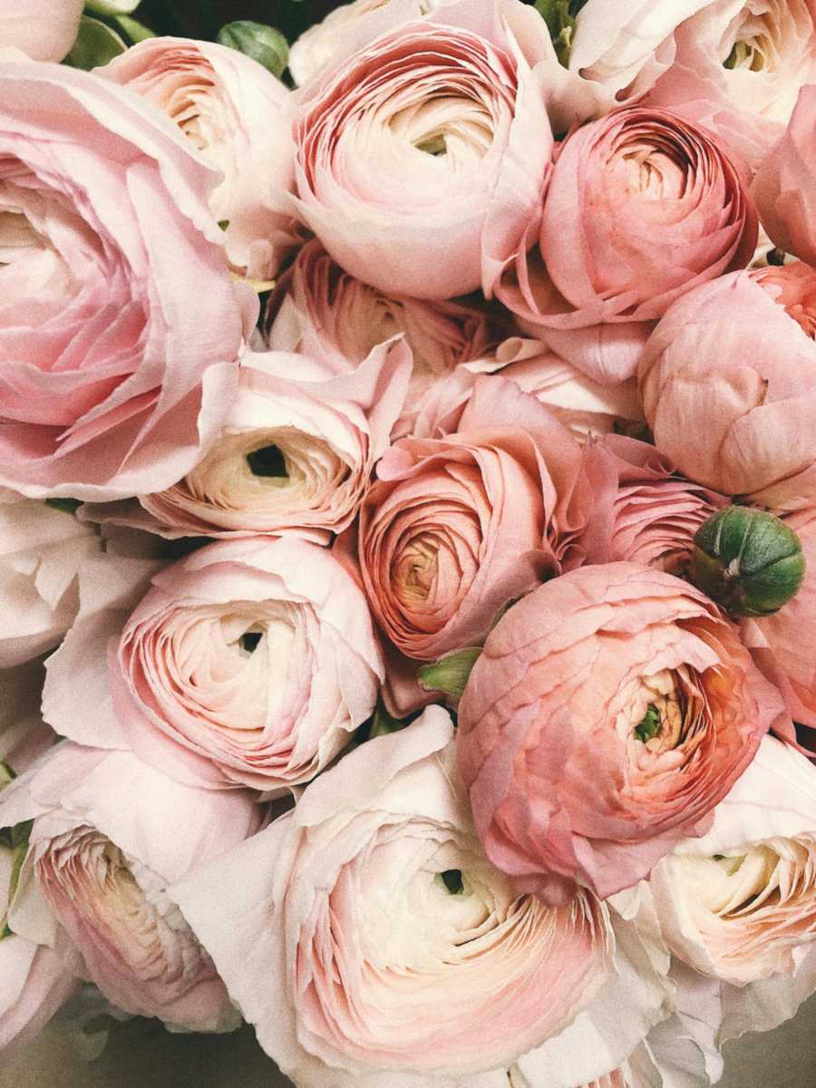 Beautiful flowers in Morocco